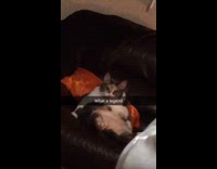 Cat sits pretty on couch licks belly