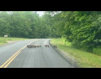 Group of pigs on road run away