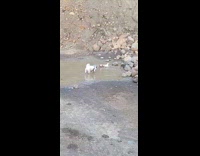 Dogs on walk plays on mud puddle pt 2