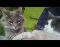 Grey cat bites foot paw girl day