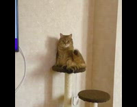 Cat sits tower lifts one leg up 