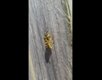 Bee on grey wood fence moves head
