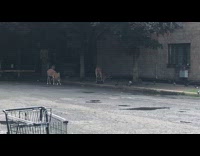 Two deer eat leftover on the sidewalk