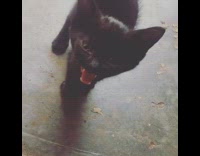 Small kitten meows at camera 