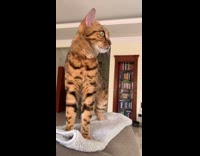 Orange cat massages top of couch 