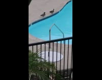 Two ducks stand near the swimming pool