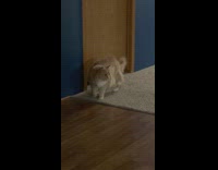 Cat rolls around on floor by closed door