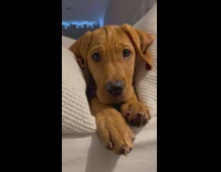 Brown dog in between two pillows barks at camera and throws a fit 