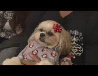 Four people Christmas photo dog unhappy face 