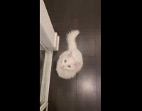 White cat wags tail on floor 