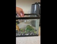Collab BitchIG2 - Frog toy in aquarium lets out bubbles