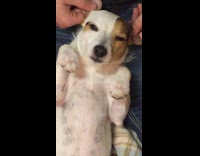 tan white dog lays on back while owner massages his ears 