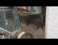 Collab KaleSaladIG - Itchy cow scratches back on hay bale machine inside barn 