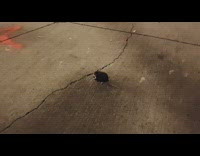 Guy meows at rat and gets ignored 