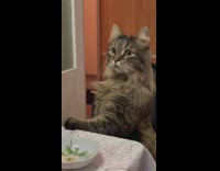 Cat on chair reacts to fireworks explosion