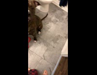 Collab BitchMP - Woman does makeup for her jealous dog