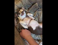 Small Chihuahua belly scratch grey blanket 