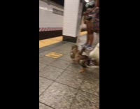 Man shows three ducks waiting next to woman for train