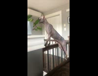 Naked sphynx cat stands brown couch stairs