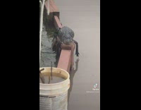 Alligator lays on wooden planter during flood 