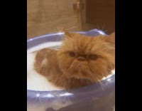 Orange cat purple bucket soapy water girl 