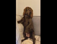 Brown dog long hair sits upright couch 