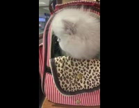 White cat inside red white striped backpack 
