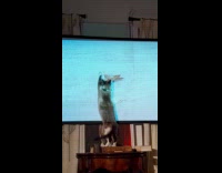 Cat try to catch grasshopper on TV