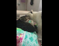 Two cats groom each other black arrow 