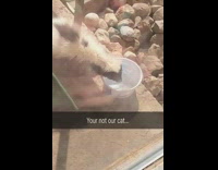 Skunk drink water outside filmers house