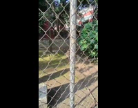 Man plays fetch ball with stray dog