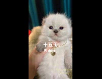 Clips of pet kitten growing up