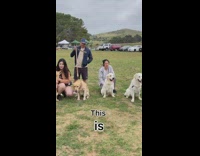 Golden retriever dog meetup at park 