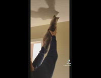 Collab DailyDoseOfInternet - Owners help cats catch bug on ceiling