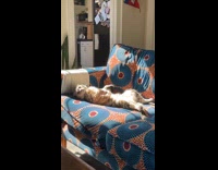 Collab PLC - Cat lie down on couch under sunlight