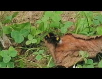 Bumblebee on dried leaf shake its butt