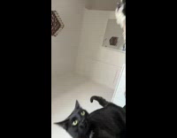 Collab Clips mpugc - Dog gets punched in face by cat after biting tail