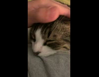 Cat purrs while owner pets its head 