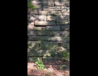 Raccoon tries to climb wall at park
