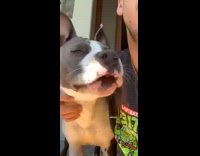 Guy pets grey white dog yawns backyard