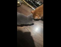 Two cats fights over treats pulling bowl