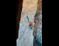 Submitter films bearded dragon eats blue hornworm