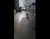 Gray cat smacking pug on head 