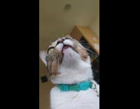 Cat looks out window chirps blue collar