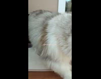 Persian cat crawl underneath cardboard  box