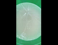 Rice starch forms lines that looks like lightnings 