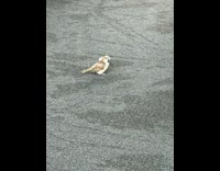 Collab WINY - Airport employee feed bird in the airport