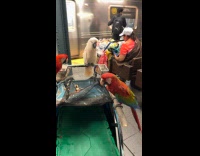 Parrot and cockatoo eating waits for train
