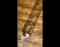 Ants inside almost empty candy cane wrapper