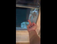 Girl points middle finger at cat outside window 
